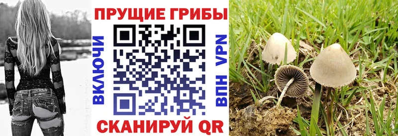 Купить где  Куртамыш  Галлюциногенные грибы мицелий 